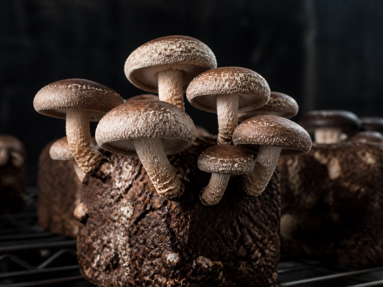 Shiitake com o chapéu aberto sobre o bloco de substrato.